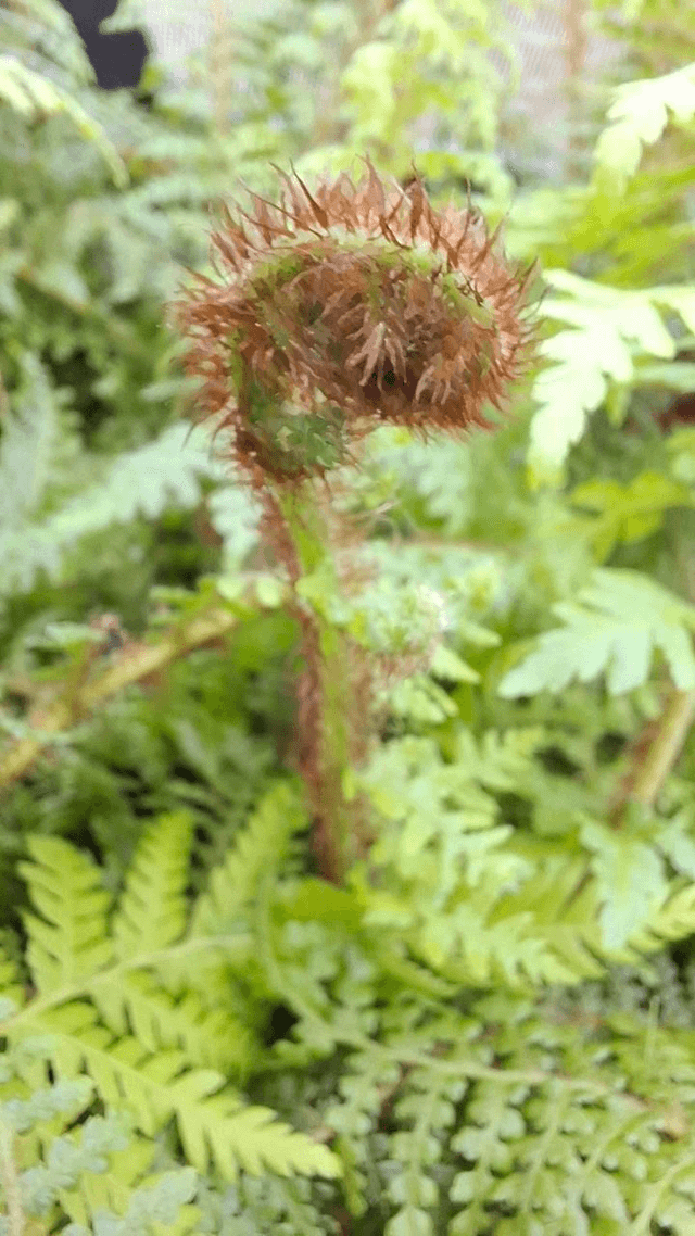 Cyathea tomentosissima - Highland Lace Tree Fern