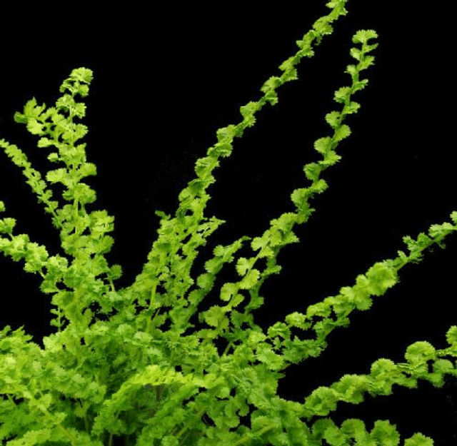 Athyrium filix-femina 'Fritzell's Children'- spore grown plants from the Irish Tatting Fern  9cm