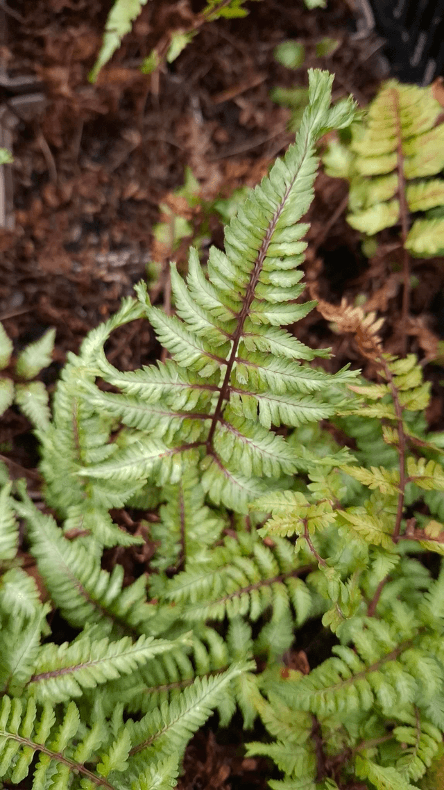 Athyrium nipponicum 'Crested Surf' 1 litre
