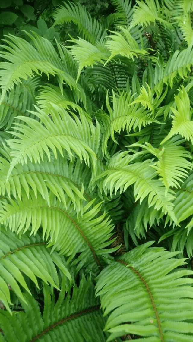 Polystichum munitum P9