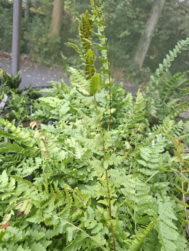 Dryopteris cristata 1 litre