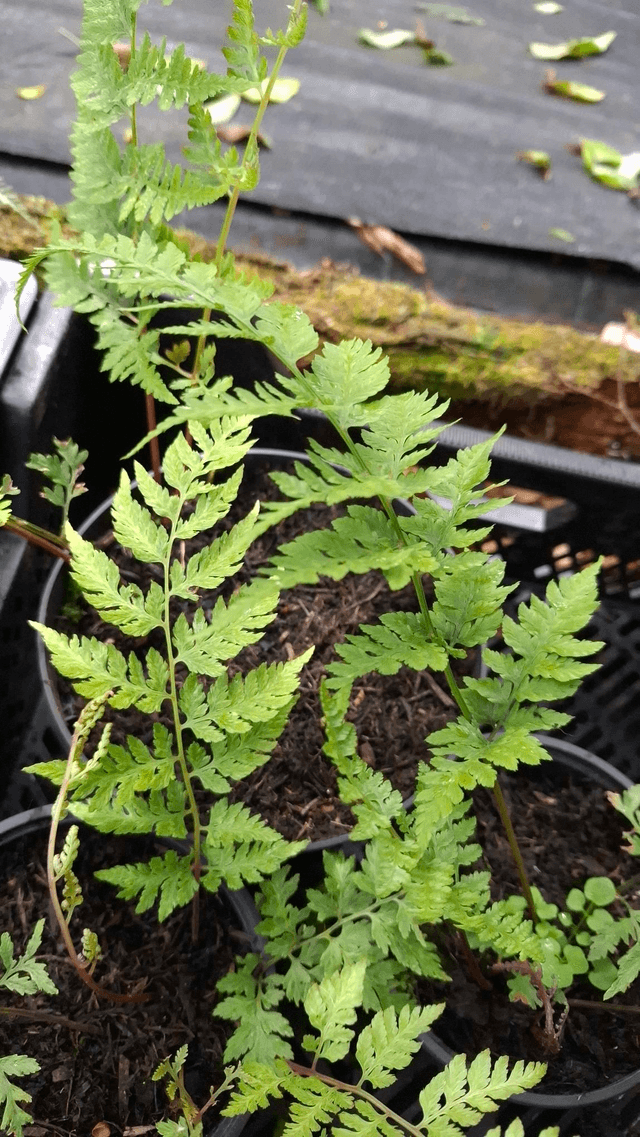 Athyrium 'Branford Rambler' 