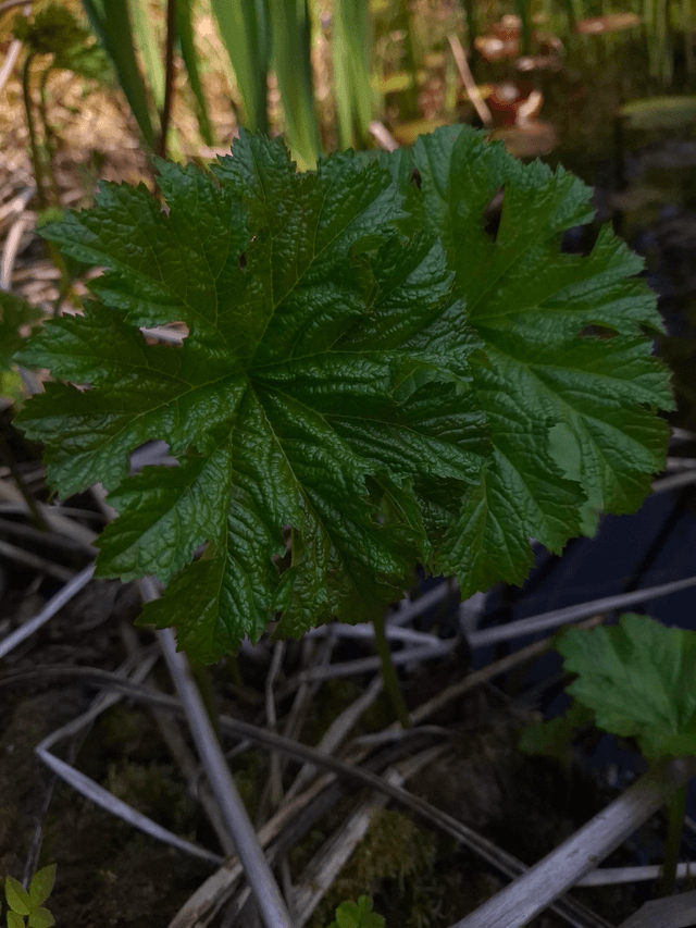 Darmera peltata p9