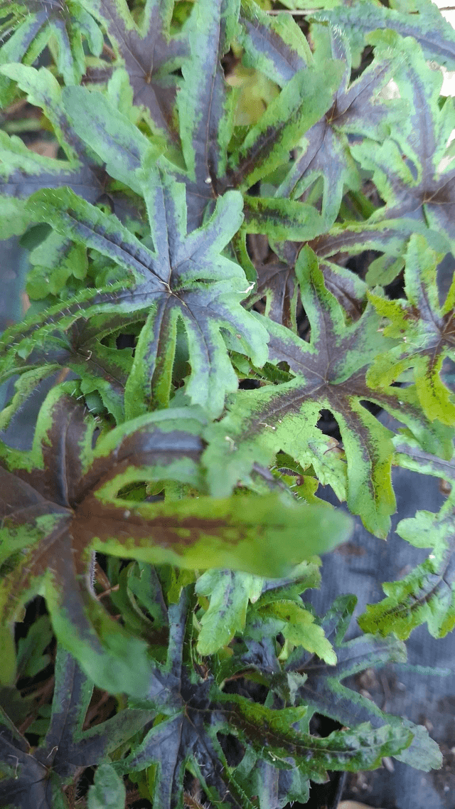 Tiarella 'Candy Striper' P9