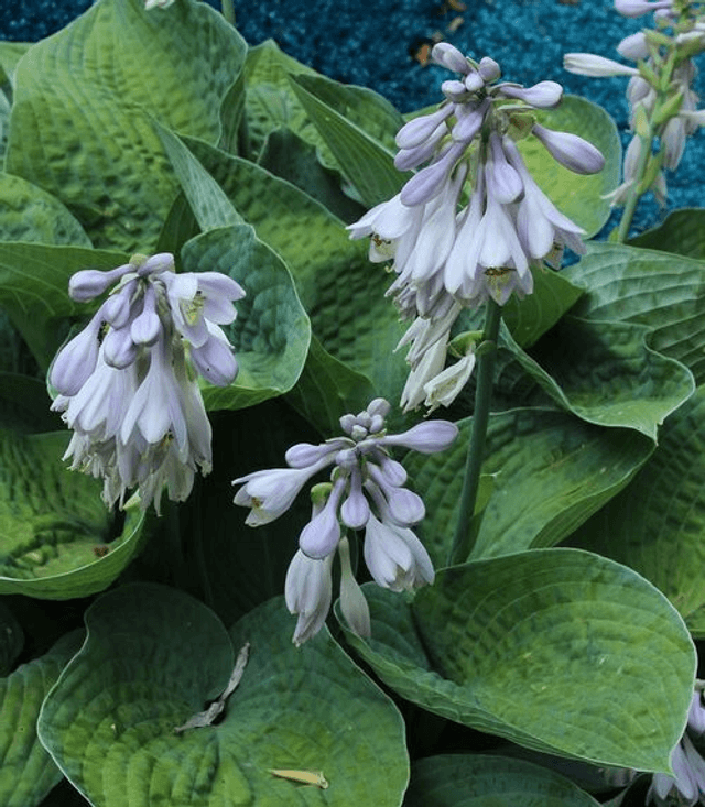 Hosta 'Big Daddy' P9