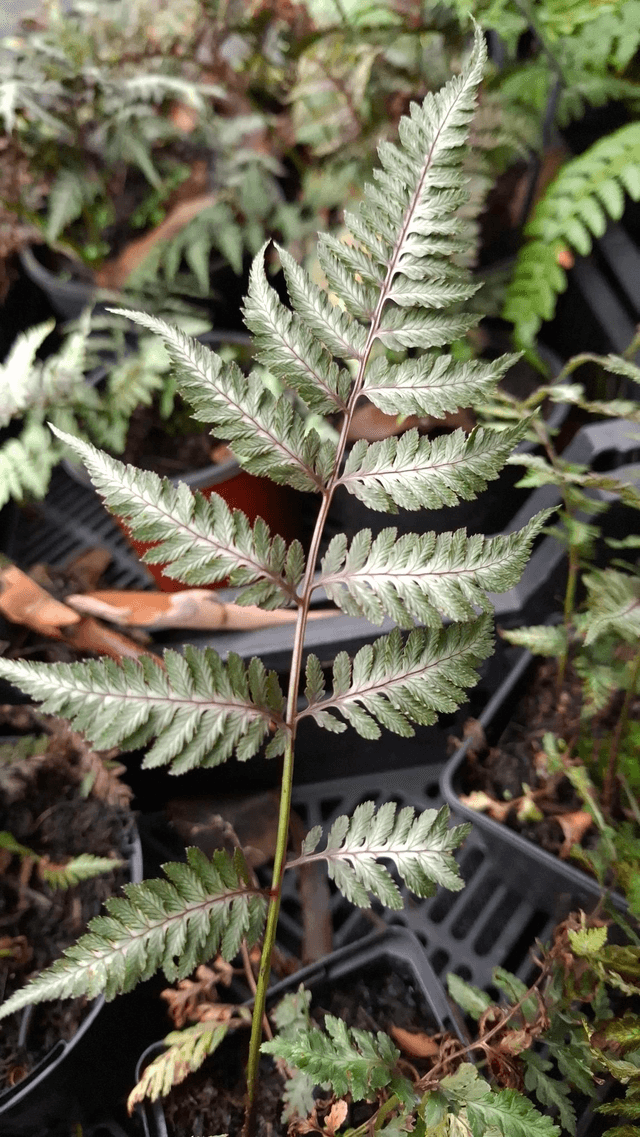 Athyrium nipponicum 'Silver Falls' P9