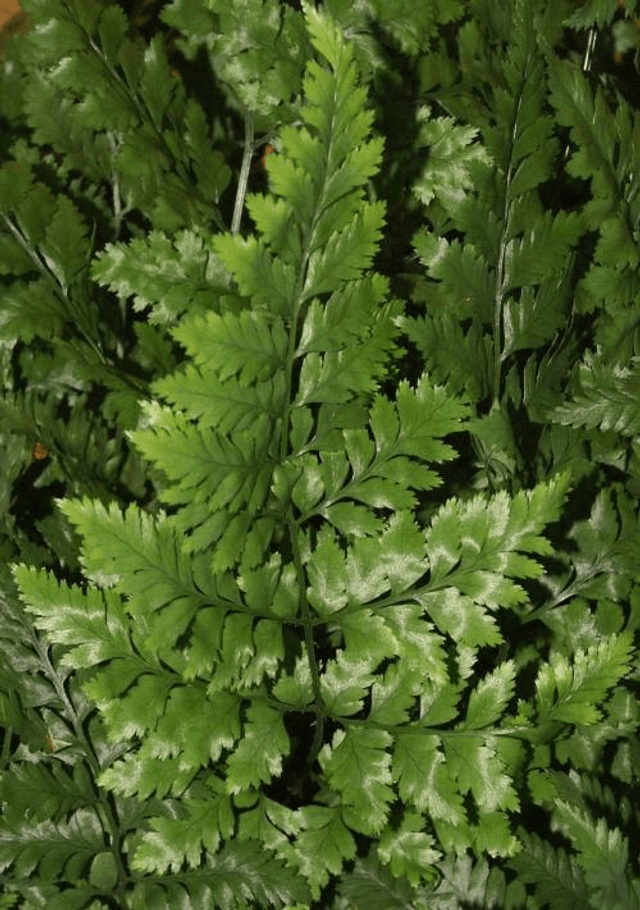 Rumohra adiantiformis - Florists Leather Fern 