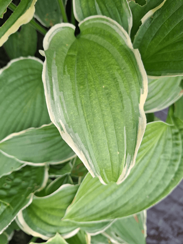 Hosta 'Spring Fling' 1 litre