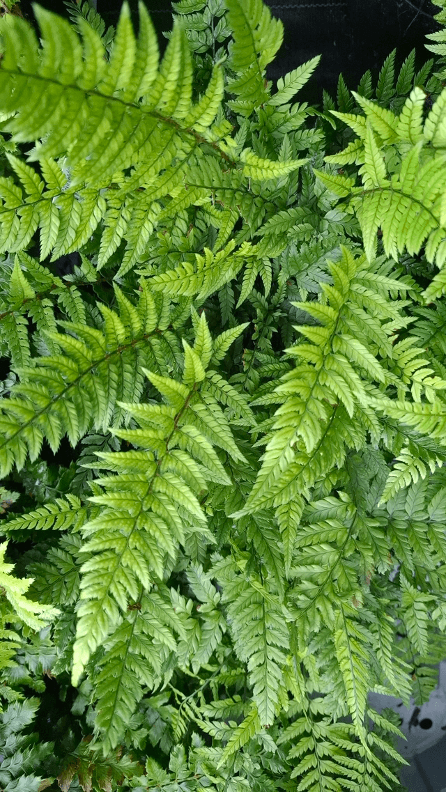 Polystichum tsus-simense - Korean Rock Fern 1.4 litre
