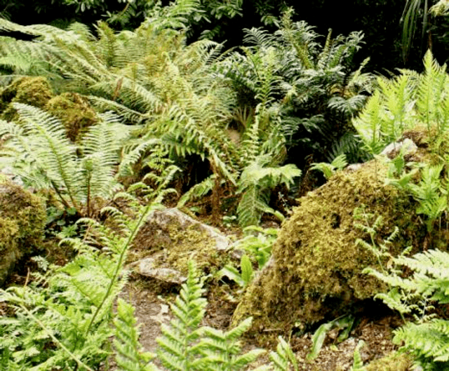 9cm potted hardy ferns