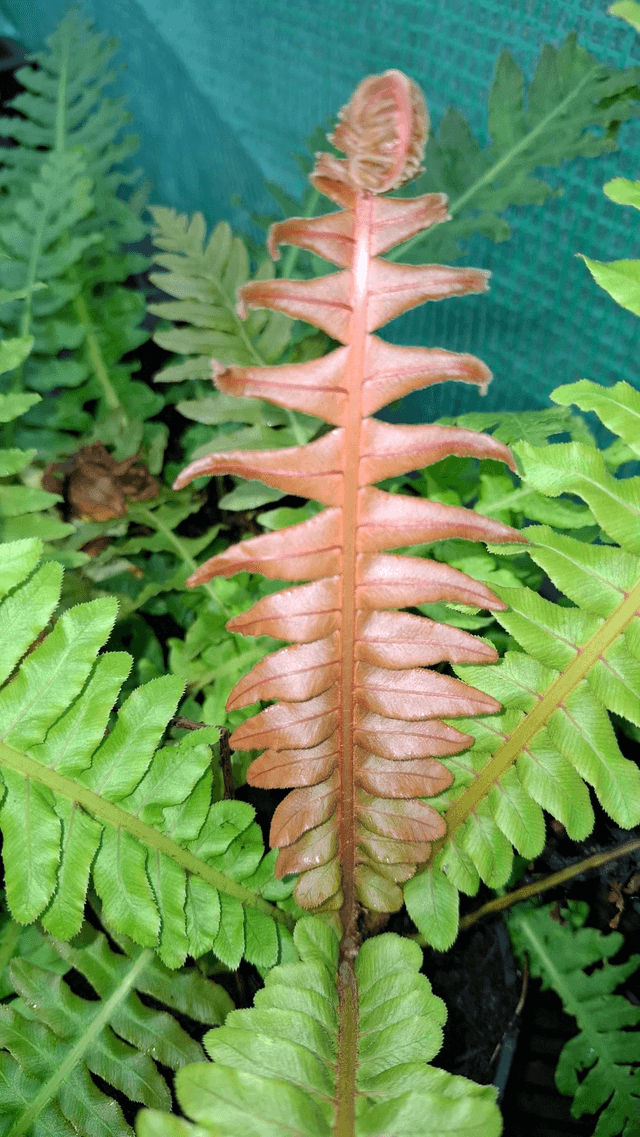 Blechnum brasiliense - Brazilian Tree Fern plug plant