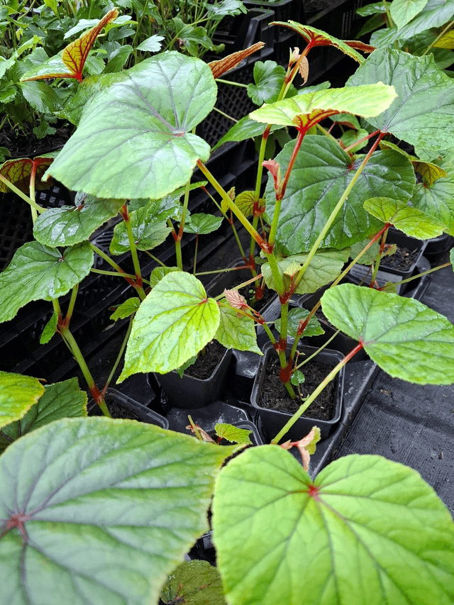 Begonia grandis subsp. evansiana p9