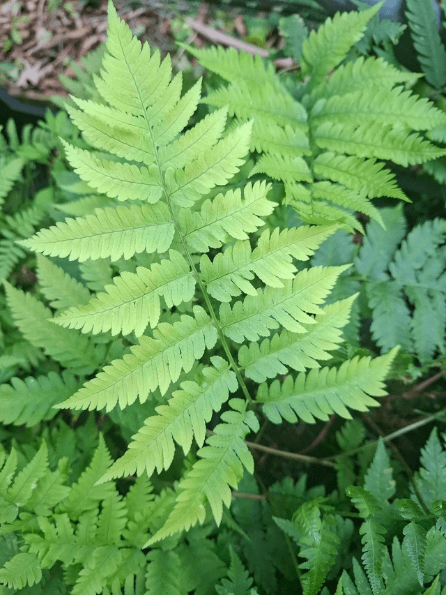 Dryopteris goldiana - Goldie's Fern 1 litre