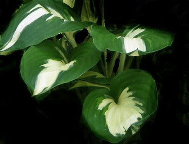 Hosta 'Christmas Candy' P9