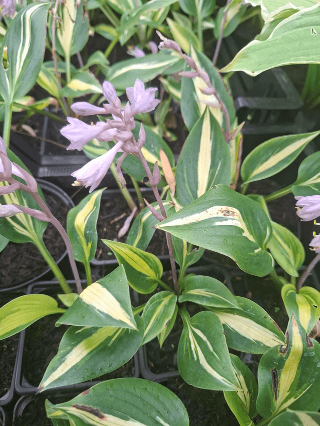 Hosta ‘Lakeside Little Tuft’ 1 litre 