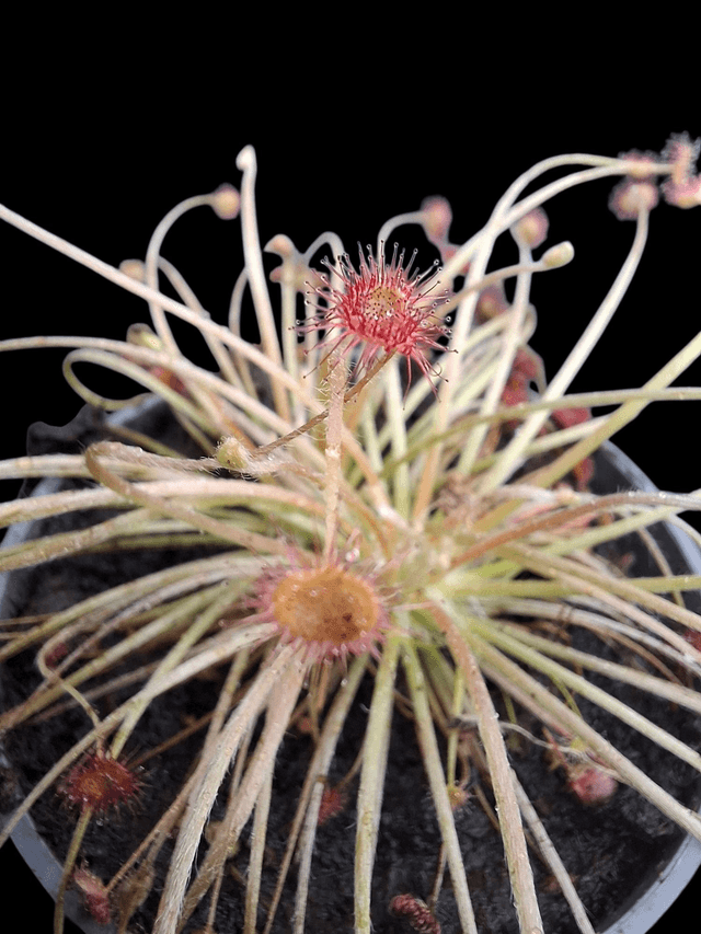 Drosera paradoxa 9cm 