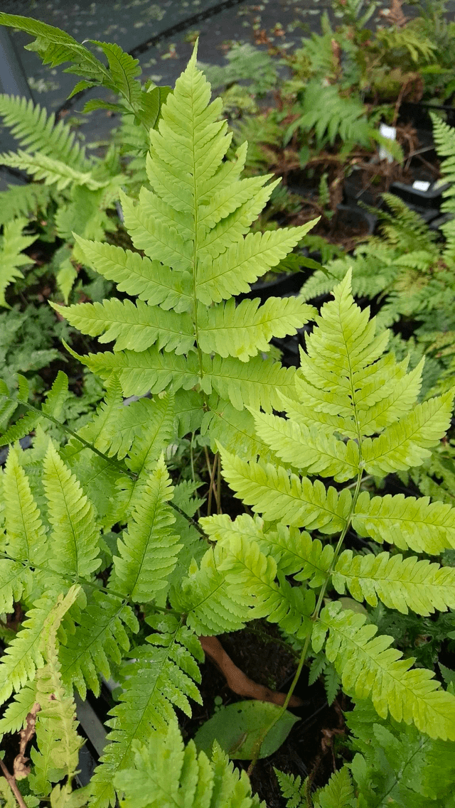 Dryopteris goldiana - Goldie's Fern 1 litre
