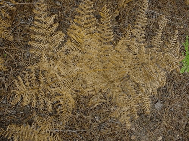 Pteridium aquilinum- Bracken plug plant 