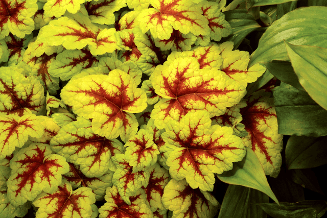 NEW!! Heucherella 'Stoplight' P9 (0.5l) 