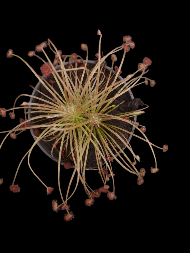 Drosera paradoxa 9cm 