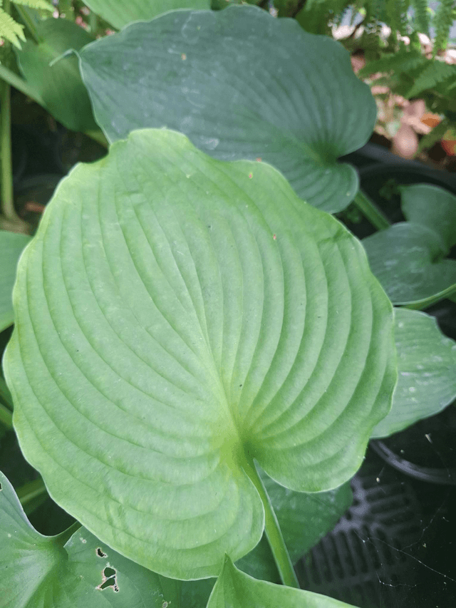 Hosta 'Blue Mammoth' 