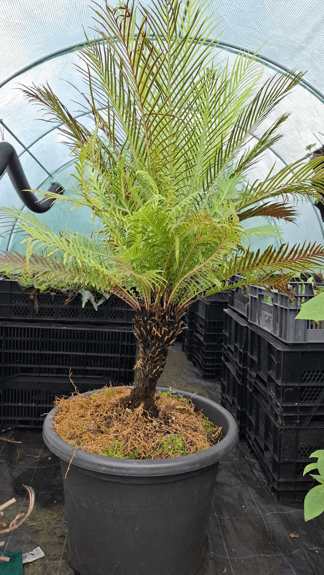 Blechnum gibbum  Dwarf Tree Fern 9cm