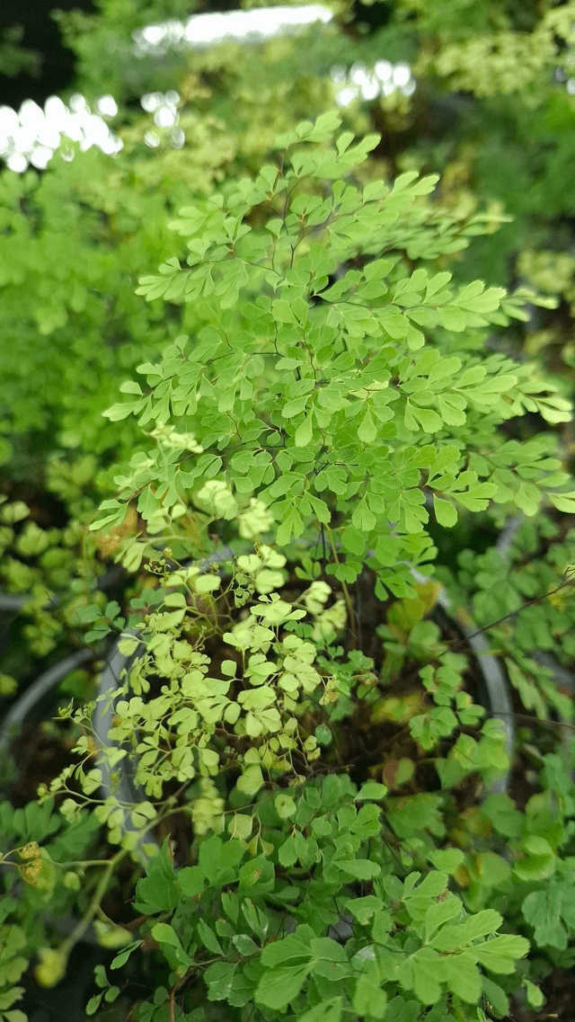 Adiantum microphyllum 9cm