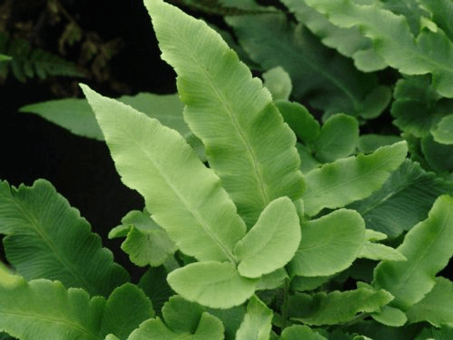 Dryopteris seiboldii - Seibold's Wood Fern 9cm