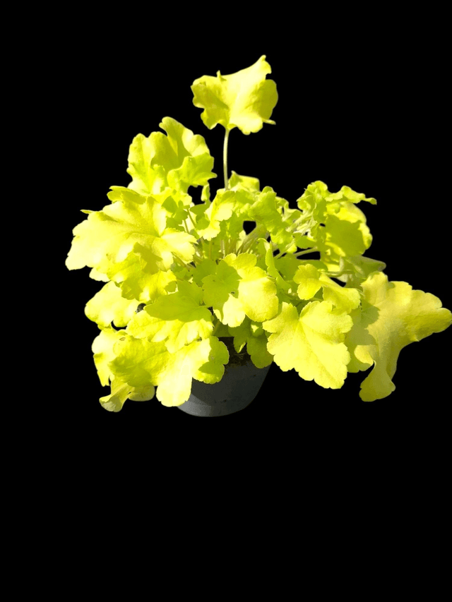 Heuchera 'Lime Marmalade' 12cm