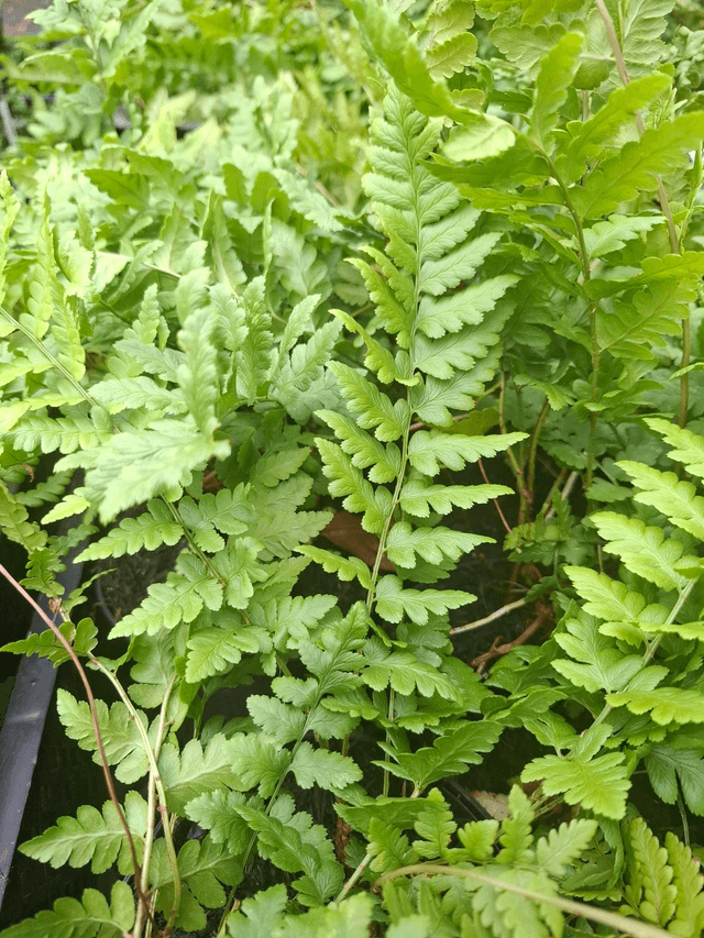 Dryopteris cristata 1 litre