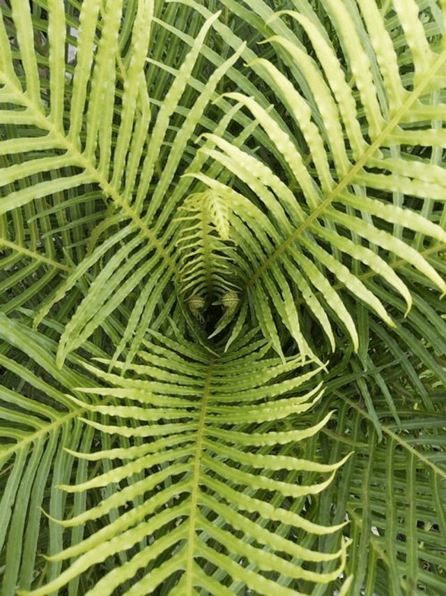Blechnum gibbum  Dwarf Tree Fern 9cm