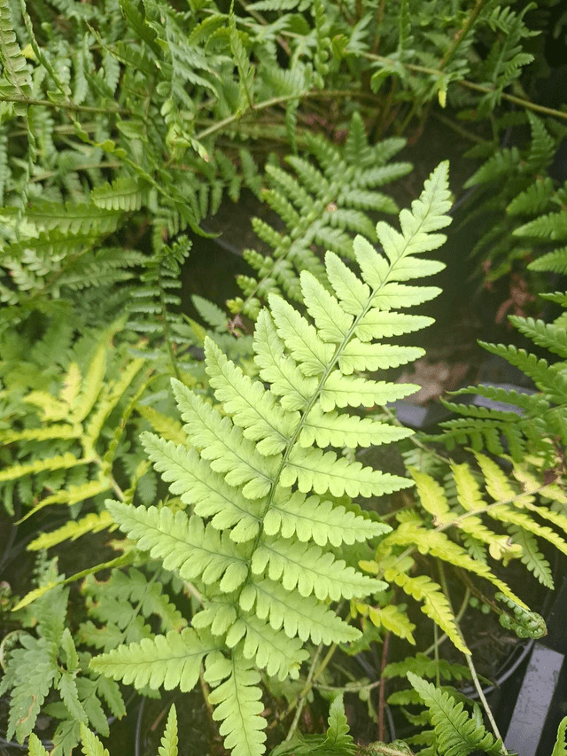 Dryopteris sichotensis (syn. D. coreano Ssp. Montana)