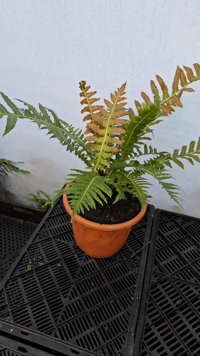 Blechnum brasiliense 'Volcano' 12cm