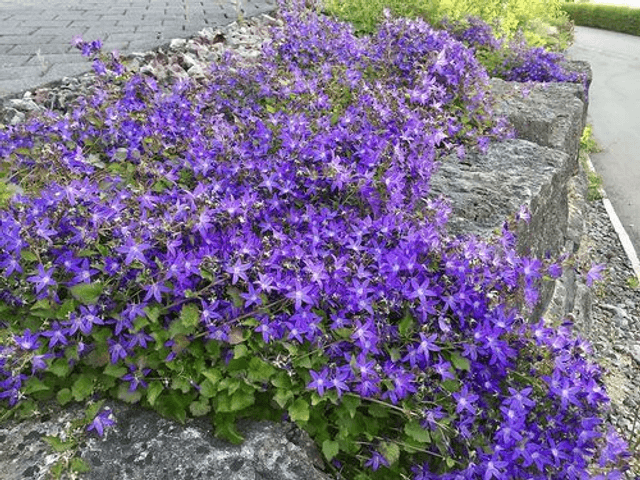 campanula poscharskyana 1 litre