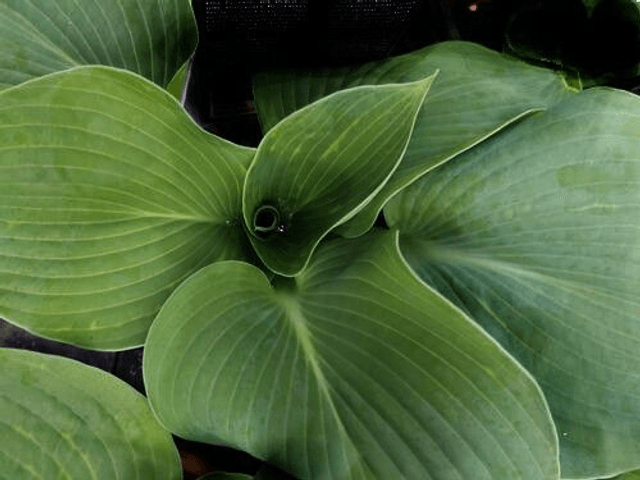 Hosta seiboldii var. elegans 