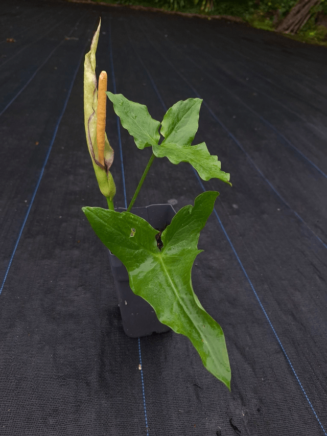 Arum orientale 