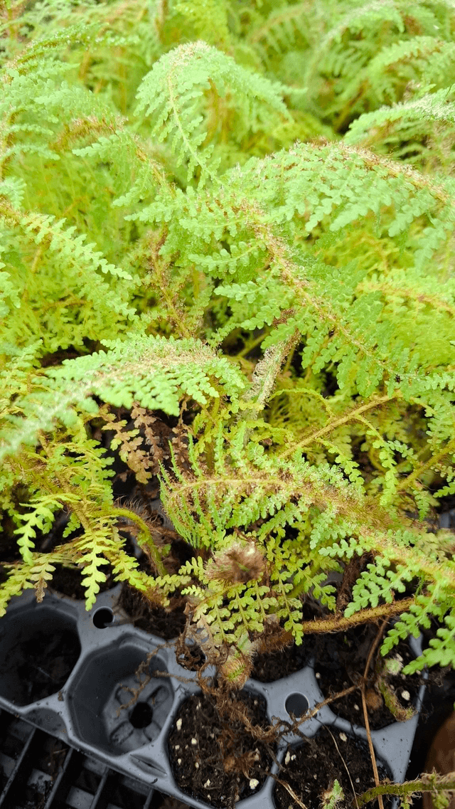 Cyathea tomentosissima - Highland Lace Tree Fern plug