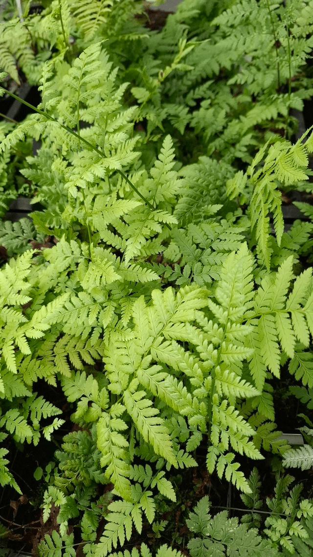 Dryopteris carthusiana - Narrow Buckler Fern P9 (0.5l)