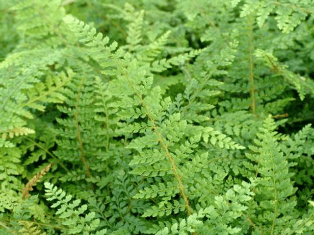 Polystichum setiferum 'Herrenhausen' 1 litre