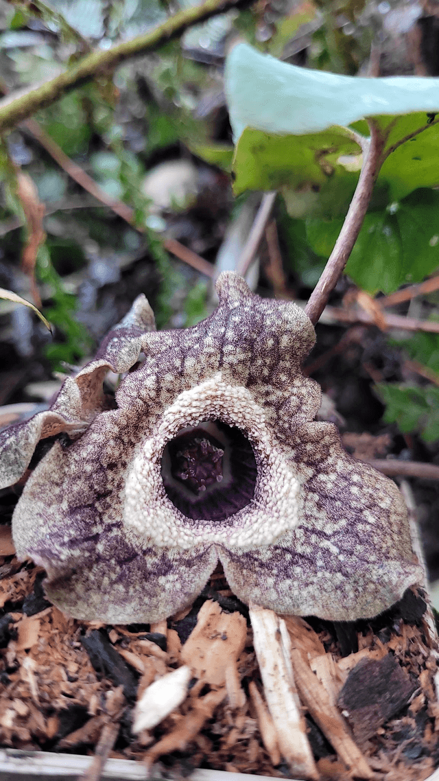 Asarum splendens- Chinese Wild Ginger 1 litre
