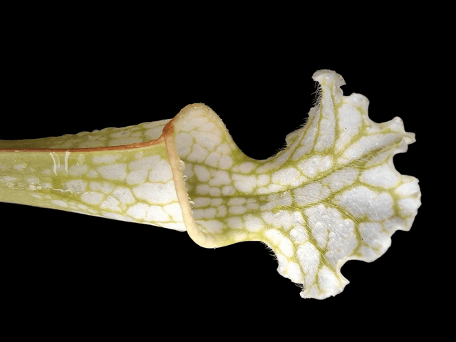 Sarracenia leucophylla - White Pitcher Plant 9cm