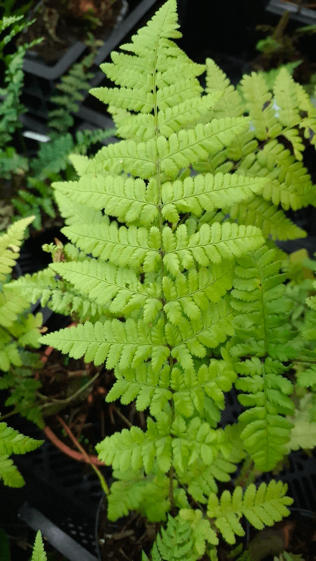 Dryopteris x remota - Remote Wood Fern