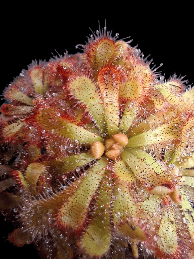 Drosera alicaliae 6cm