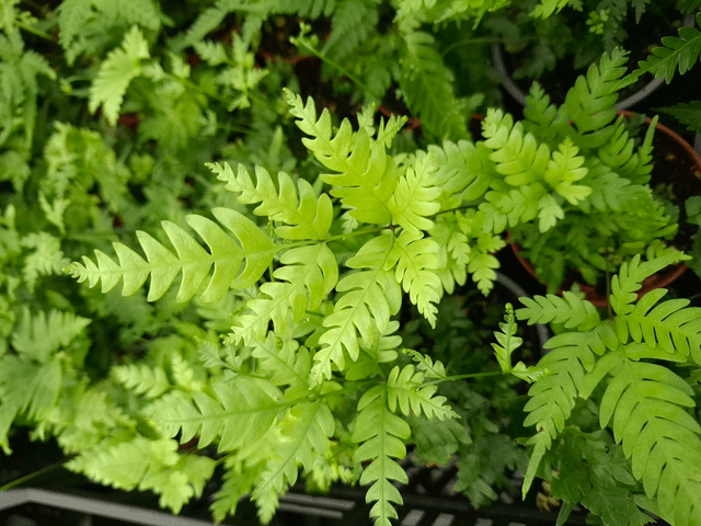 Pteris fauriei (Silver Lace Fern) 1 litre