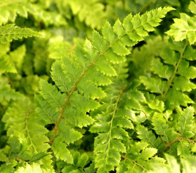 The evergreen fern collection-