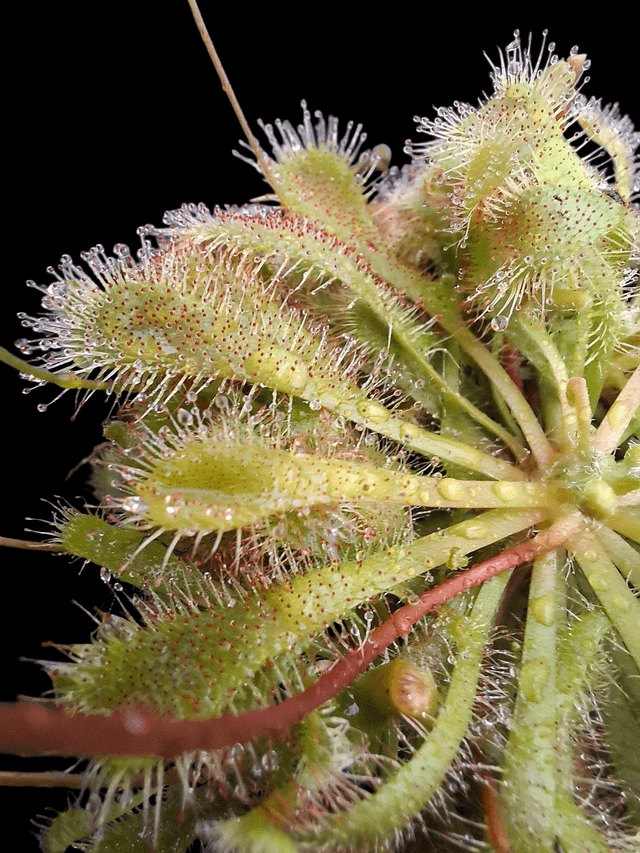 Drosera spatulata 9cm