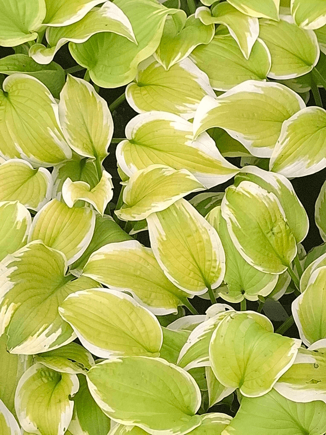 Hosta 'Spring Morning' 1 litre