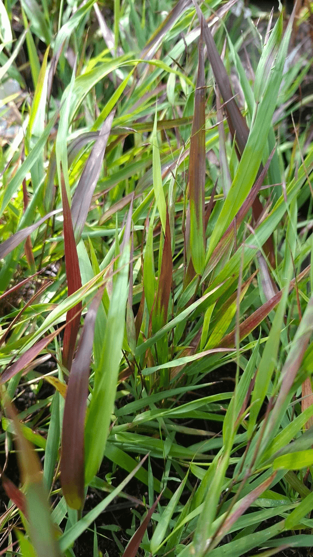 Hakonechloa macra. 'Beni-kaze' 1 litre