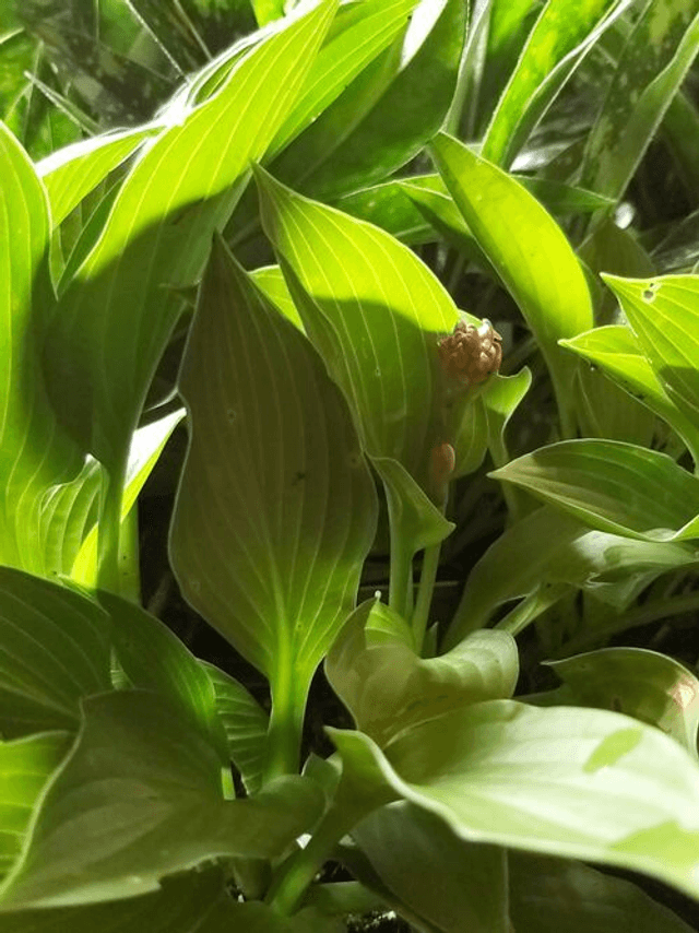 Hosta 'Green Bag' 5 litre