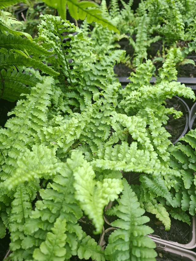 Dryopteris filix-mas 'Crispa' 